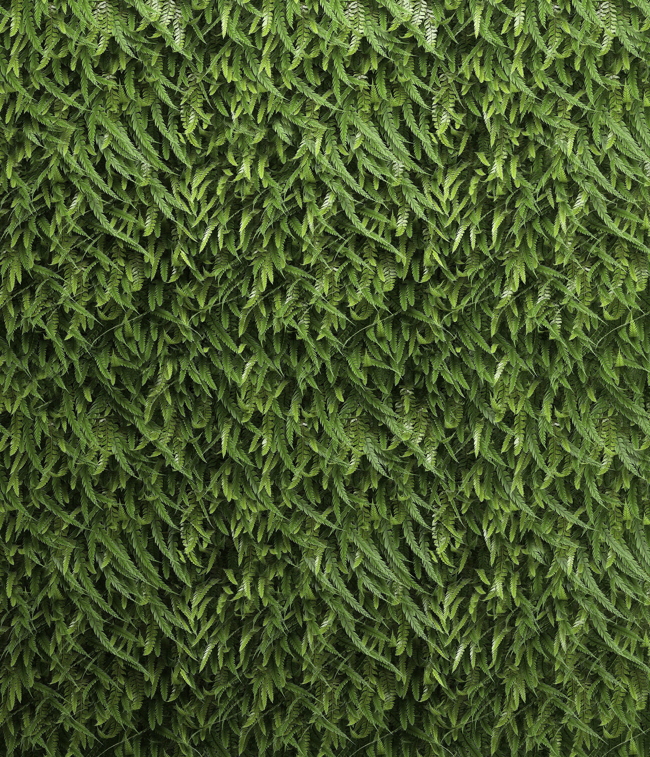 Vertical gardening Fern Wall 3D model_10