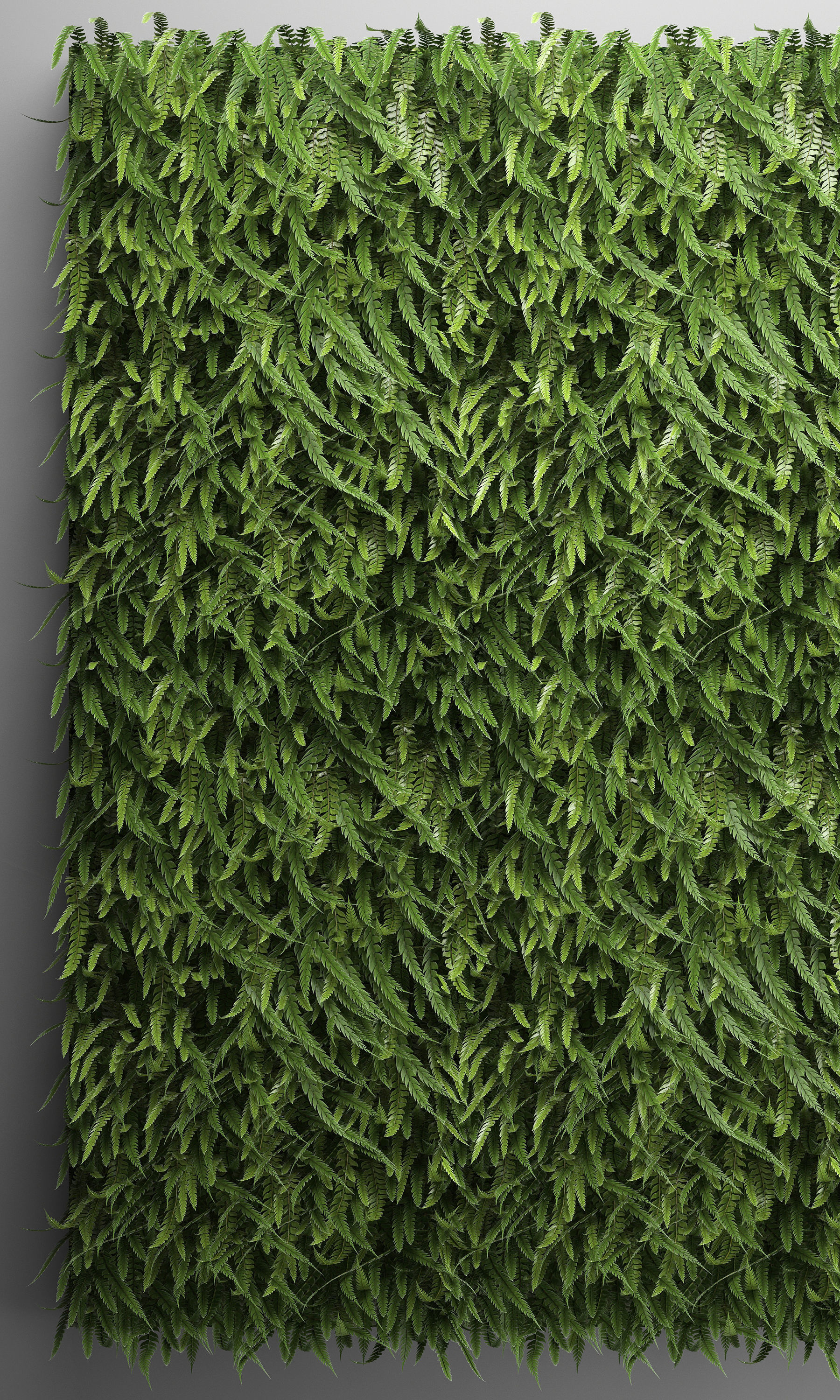 Vertical gardening Fern Wall 3D model_8