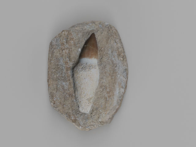Mosasaur Tooth Fossil Scan 3D model