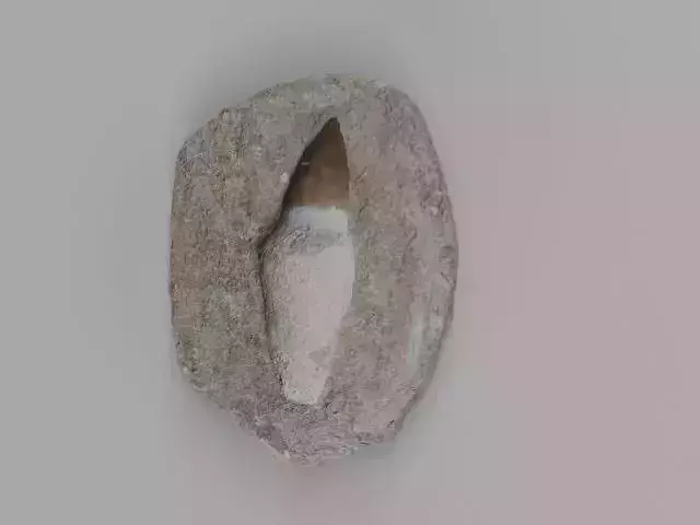 Mosasaur Tooth Fossil Scan 3D model