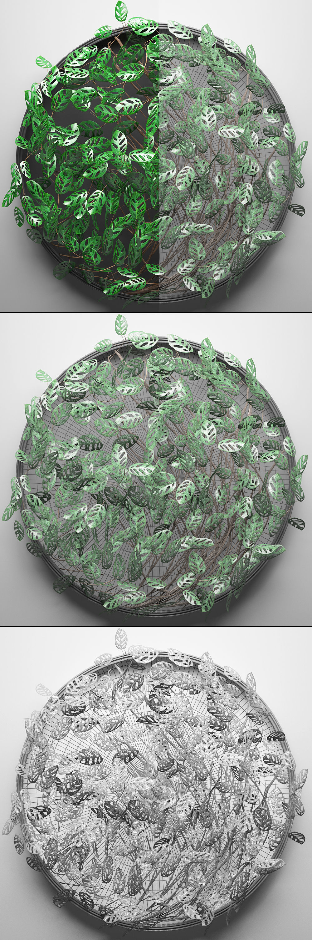 Vertical gardening Monstera 3D model_7