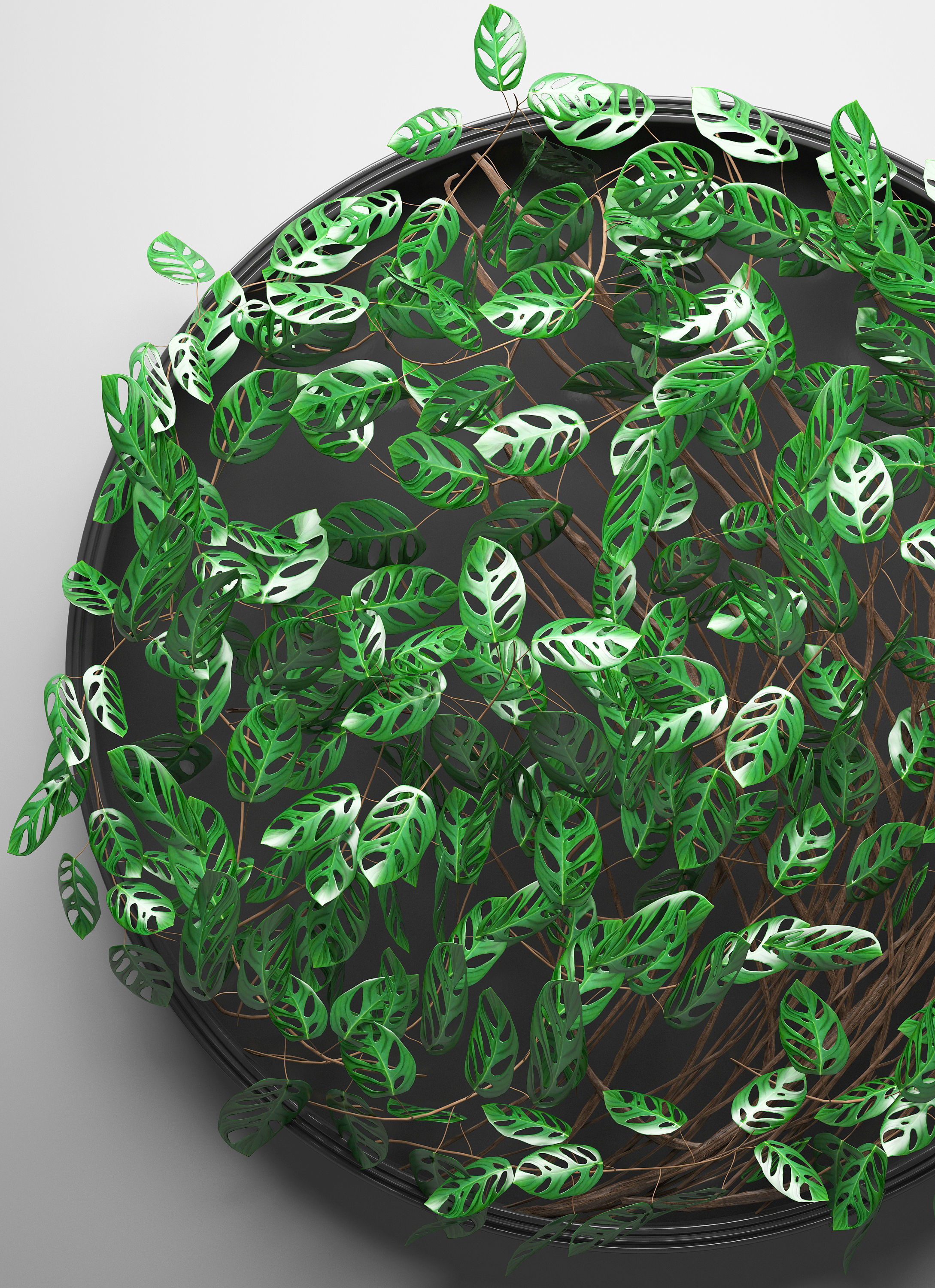 Vertical gardening Monstera 3D model_1