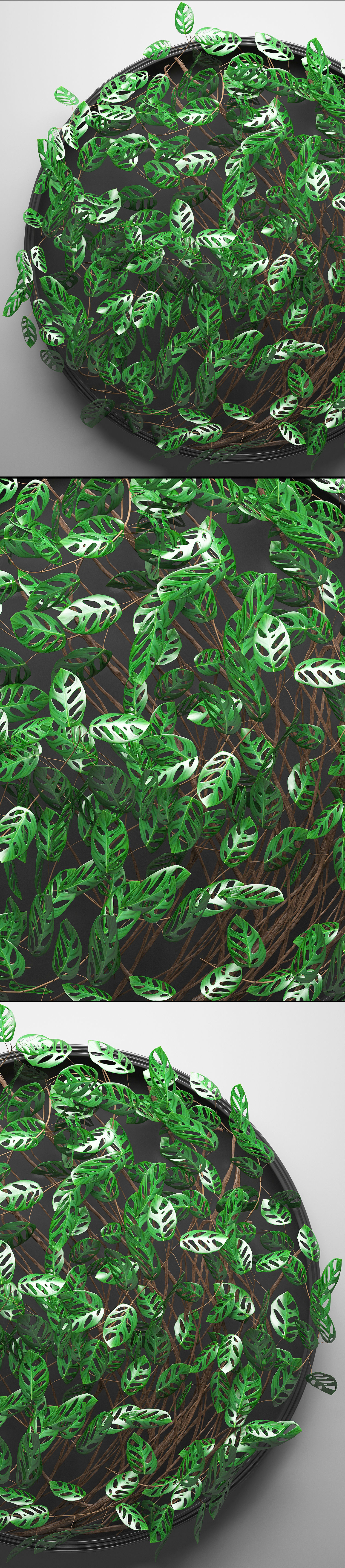 Vertical gardening Monstera 3D model_4