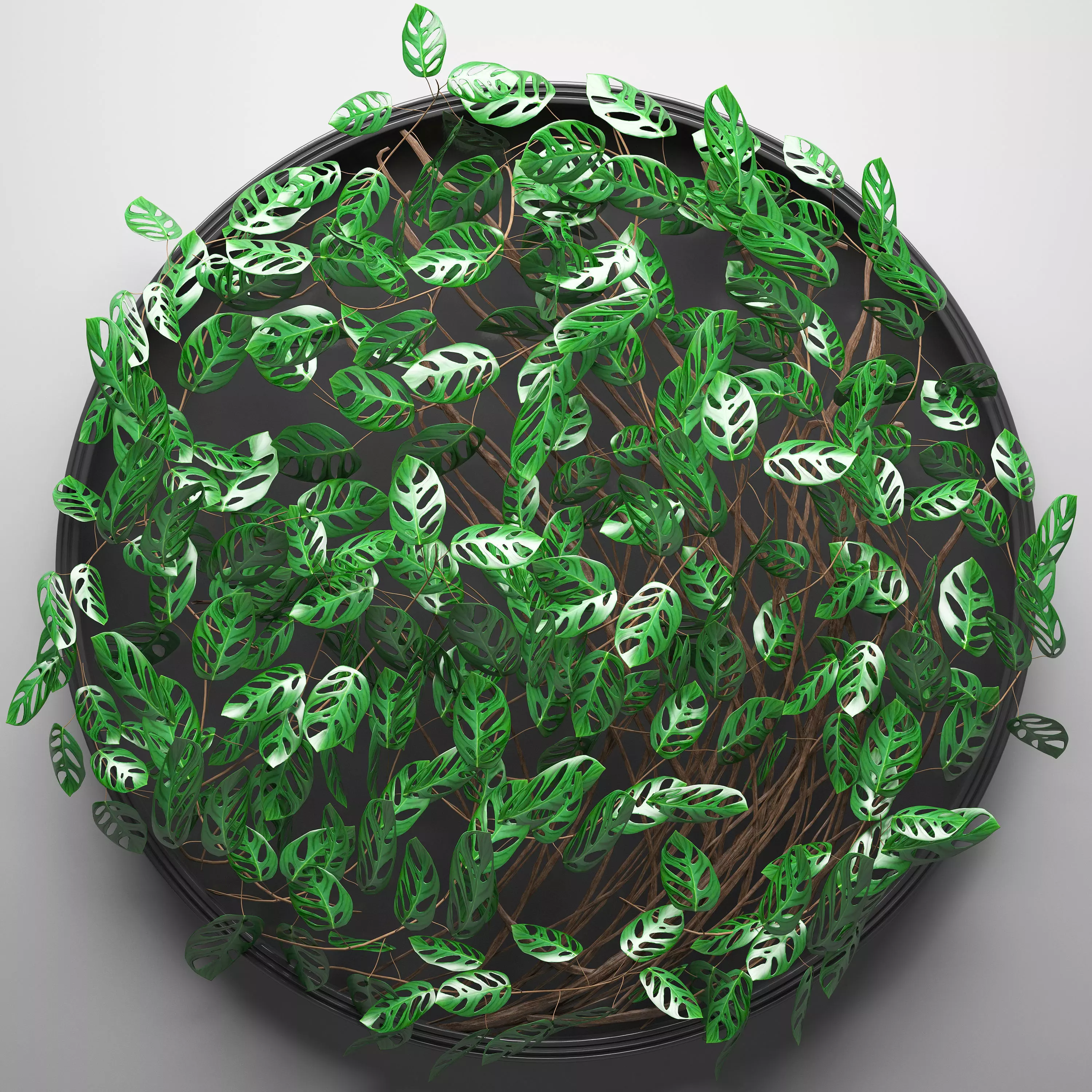 Vertical gardening Monstera 3D model_0