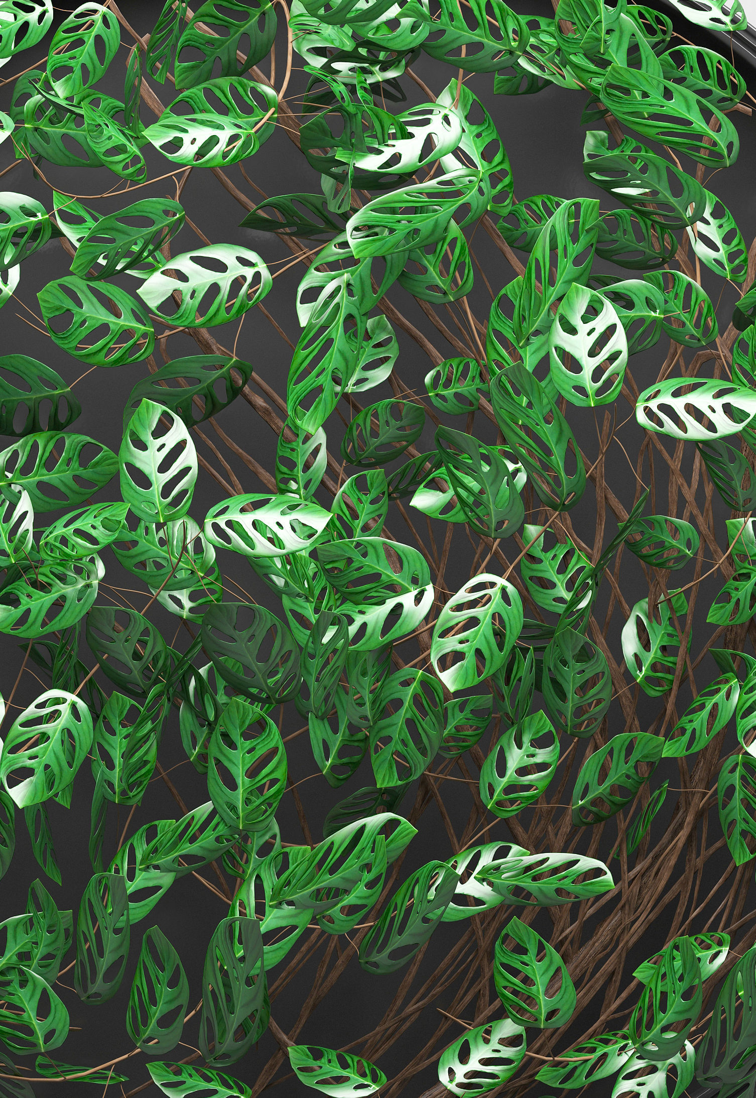 Vertical gardening Monstera 3D model_3