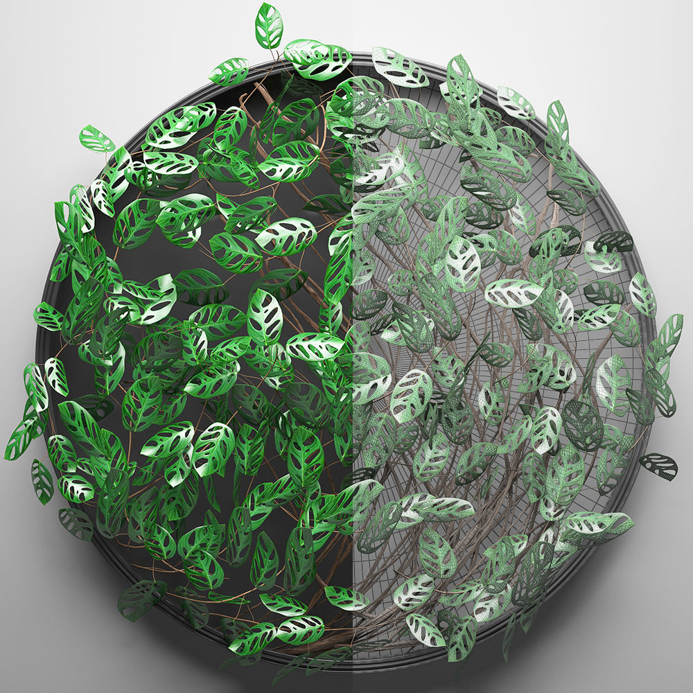 Vertical gardening Monstera 3D model_2