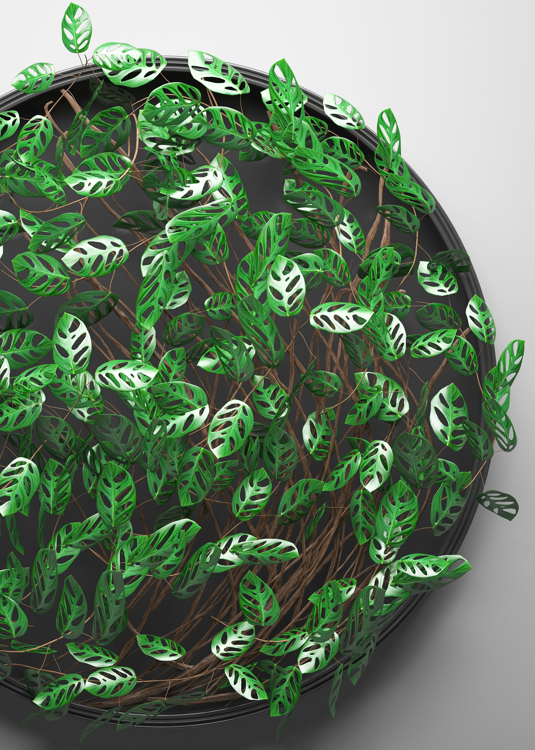 Vertical gardening Monstera 3D model_8