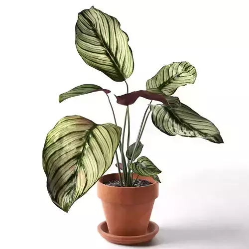 Calathea Ornata Sanderiana in Pot