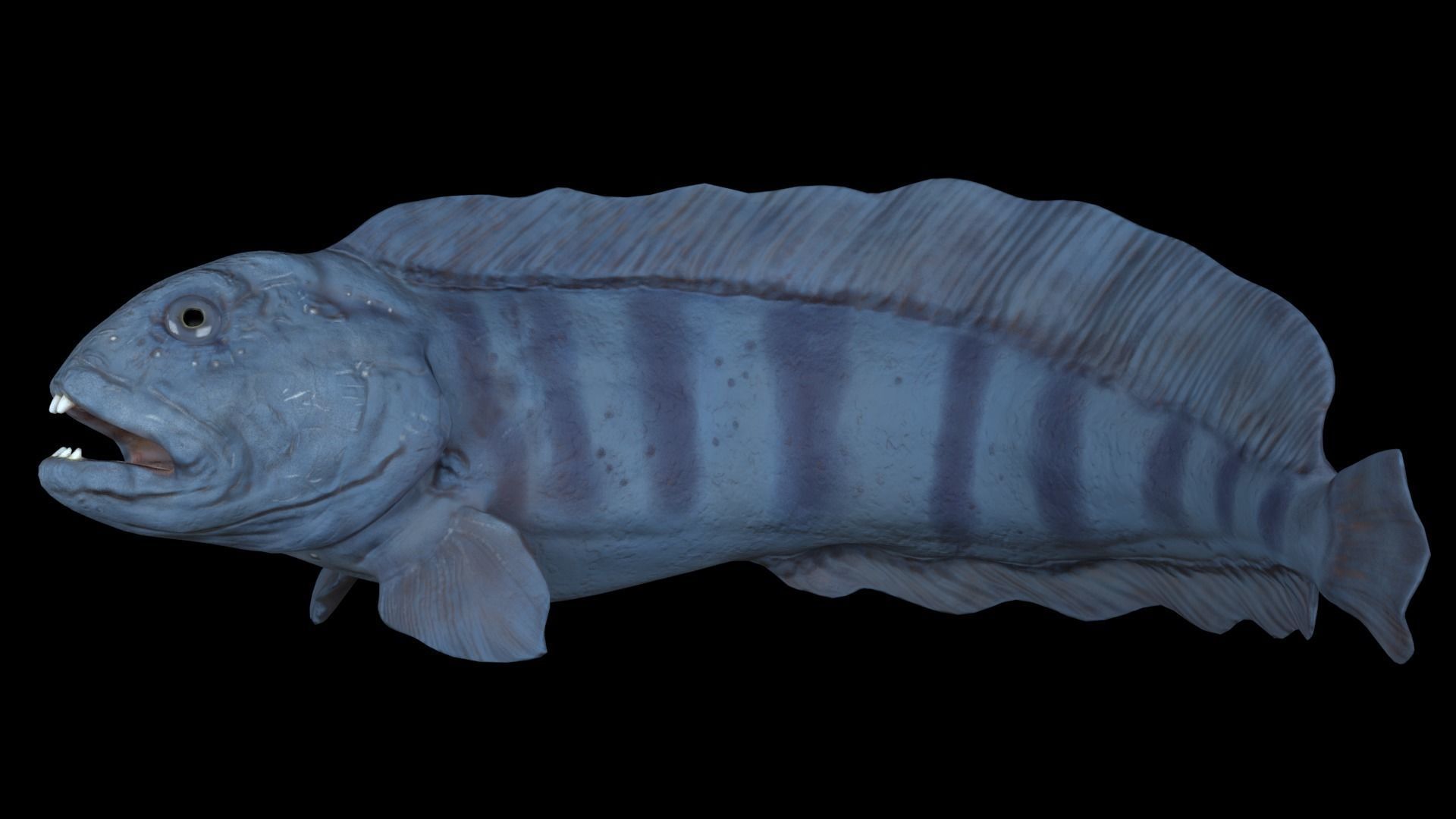 Atlantic Wolf Fish 3D model_2