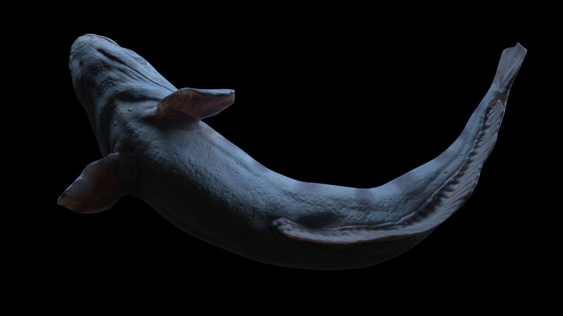 Atlantic Wolf Fish 3D model_5