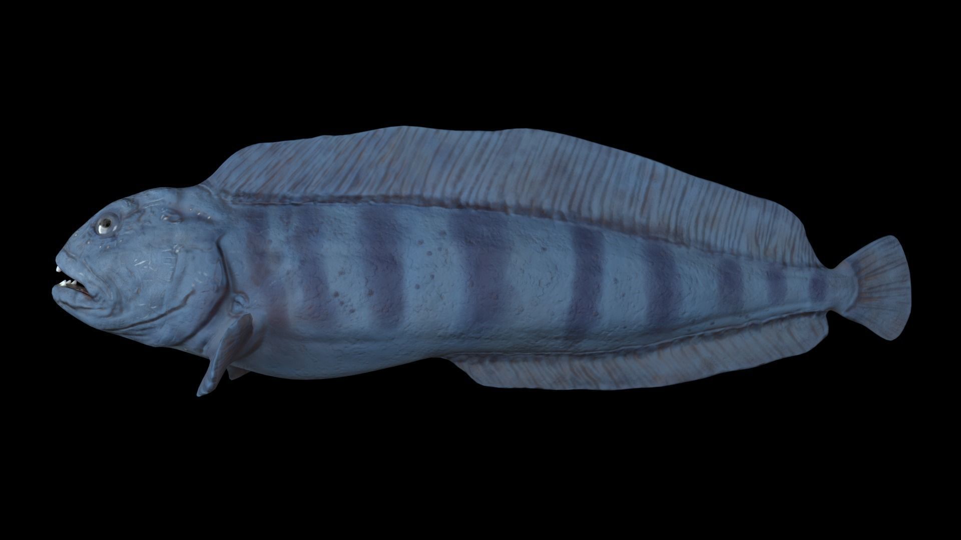 Atlantic Wolf Fish 3D model_1