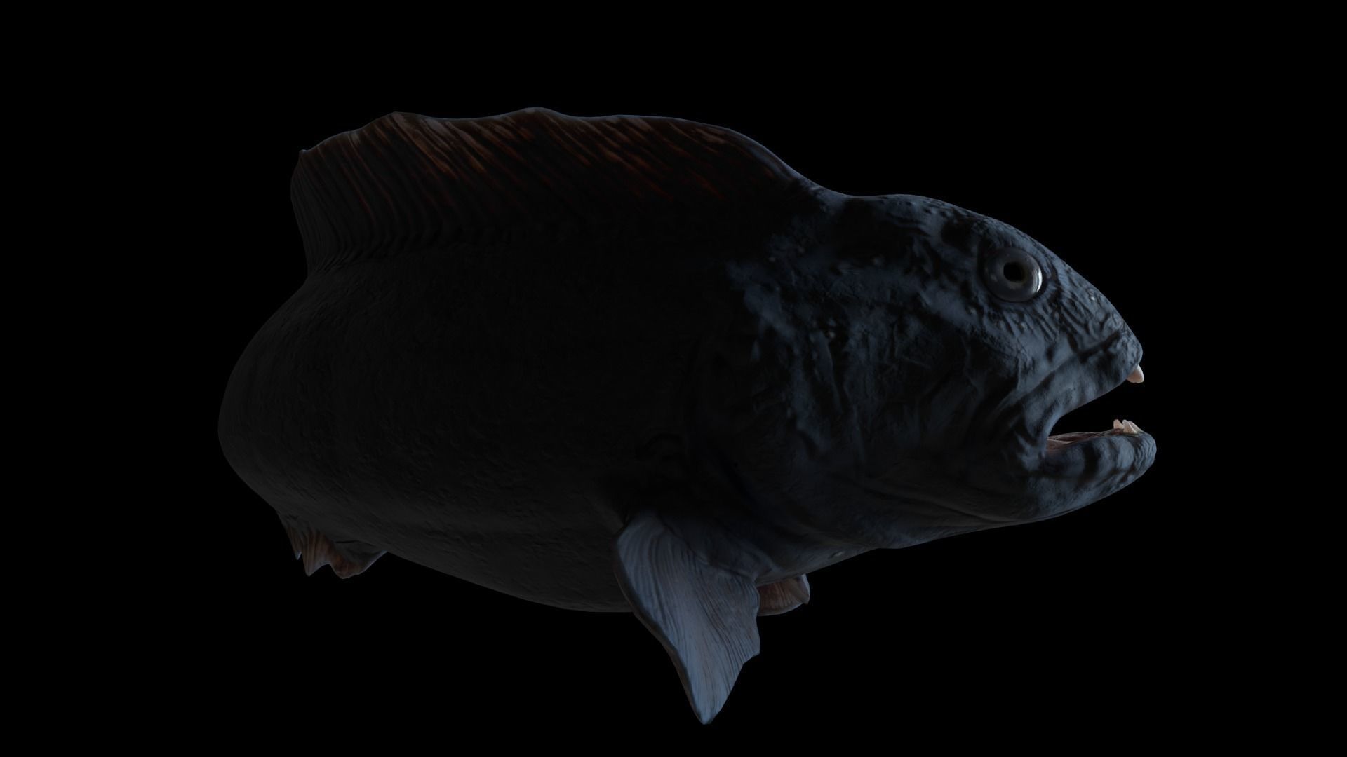 Atlantic Wolf Fish 3D model_3