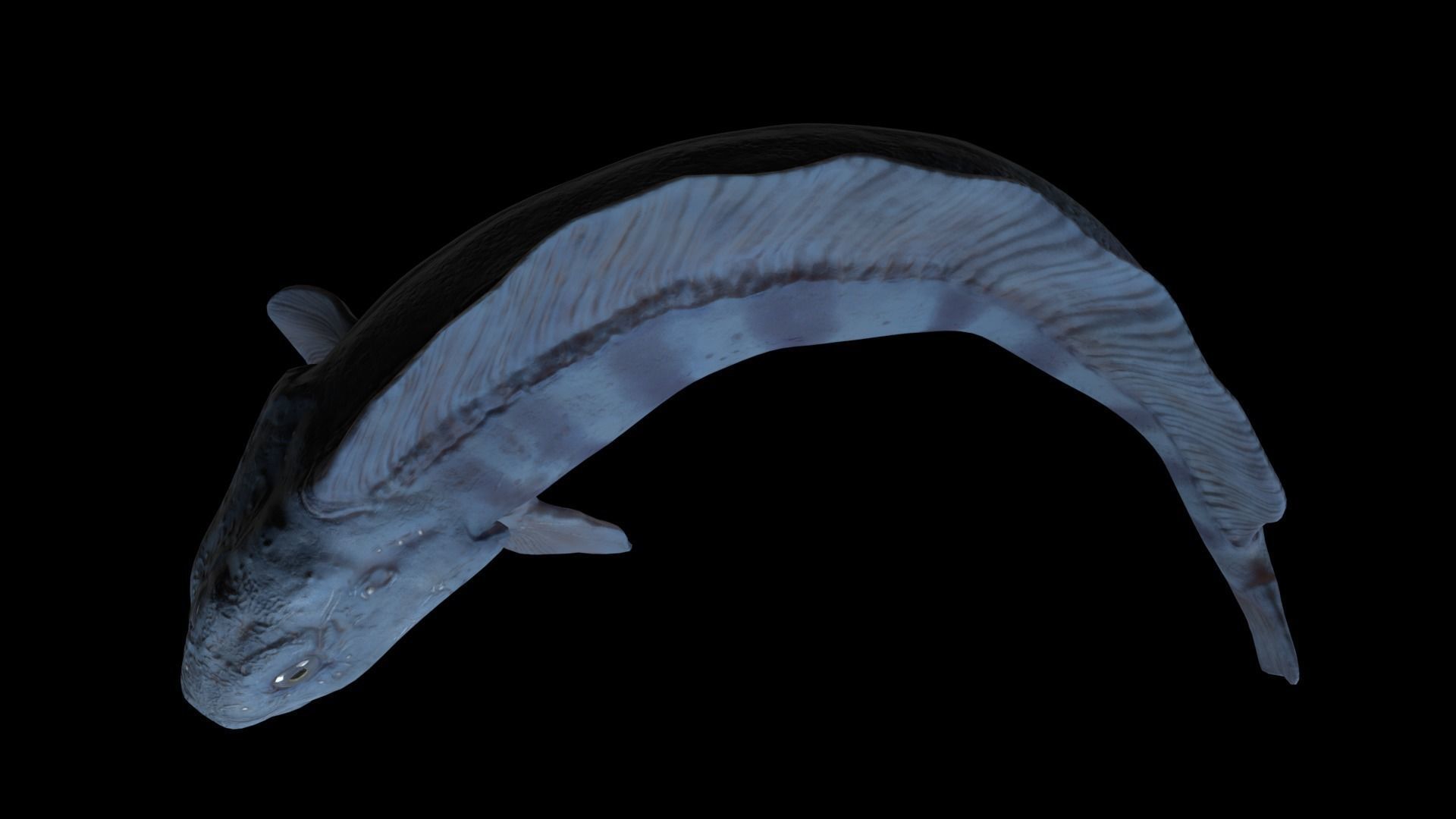 Atlantic Wolf Fish 3D model_4