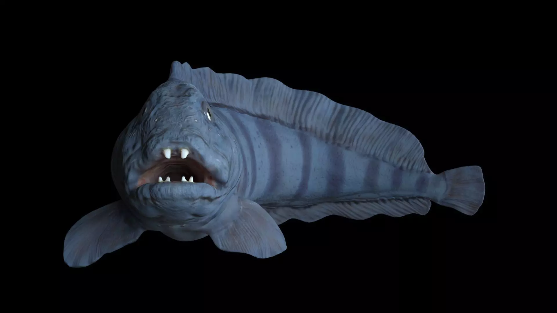 Atlantic Wolf Fish 3D model_0