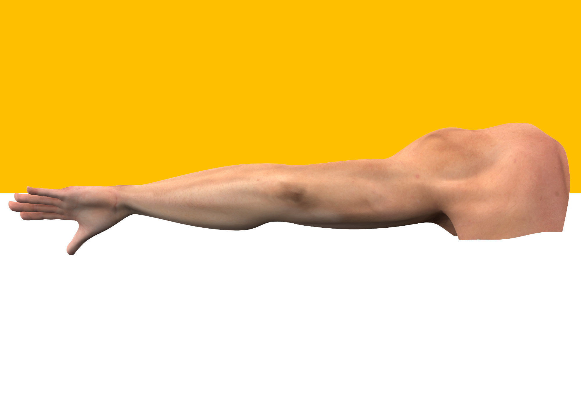 Male Arm Rig Low-poly 3D model_8