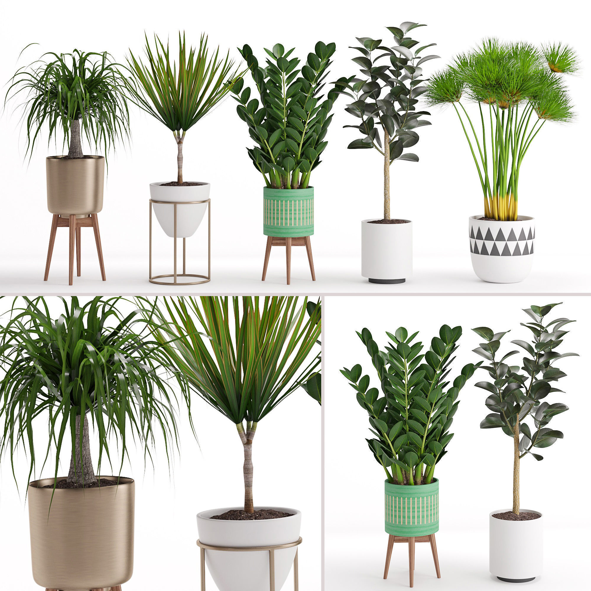 Plants collection 01 _3