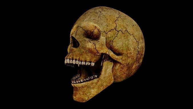 Rotting Skull 3D model