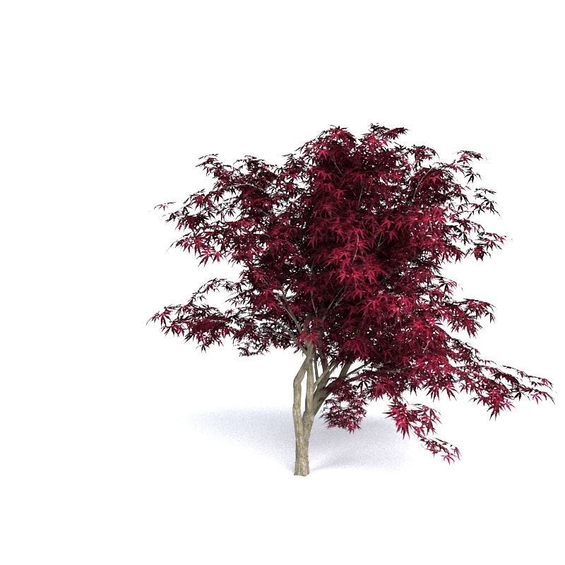 Red Japanese Maple 3D model_4