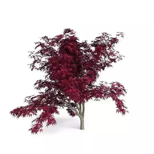 Red Japanese Maple
