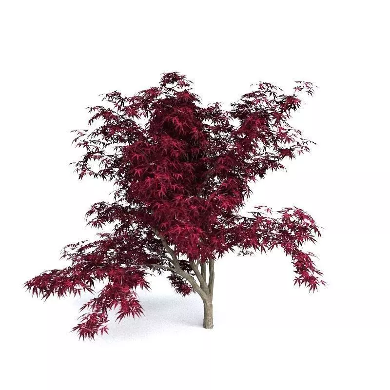 Red Japanese Maple 3D model_0