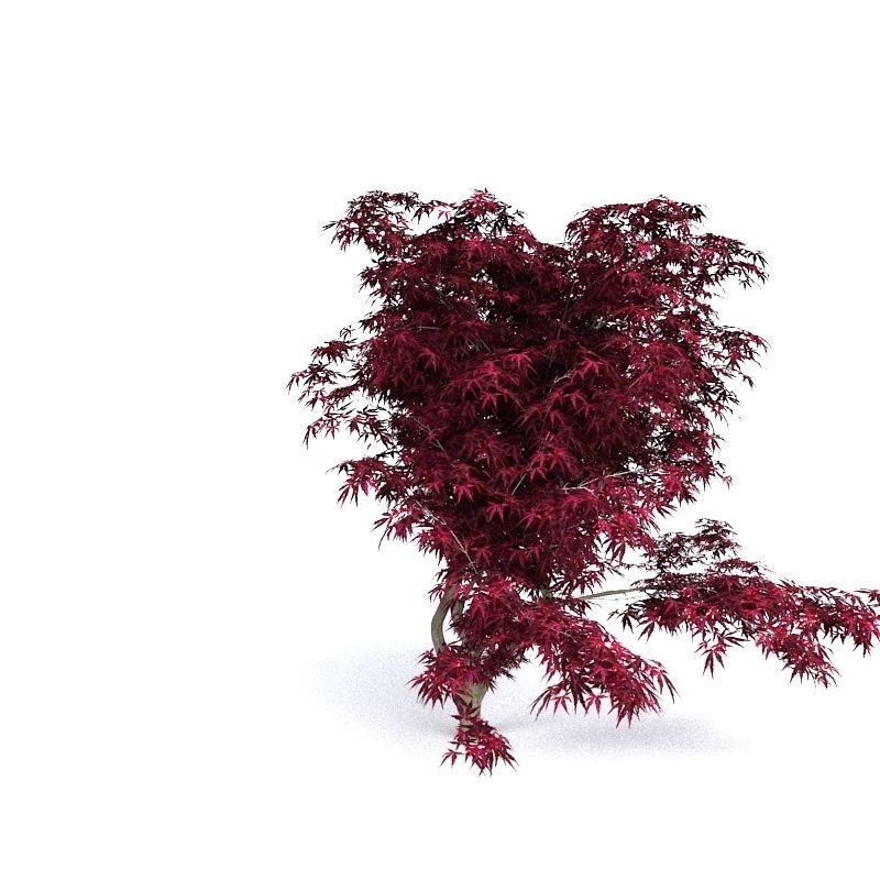 Red Japanese Maple 3D model_5