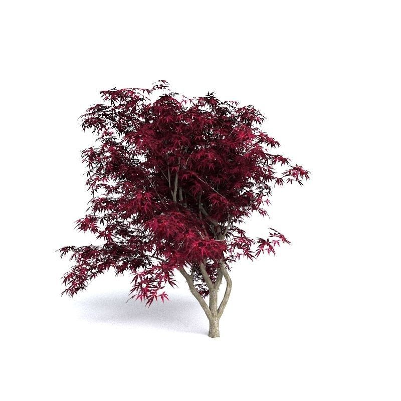 Red Japanese Maple 3D model_1