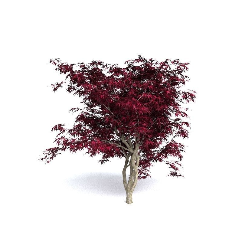 Red Japanese Maple 3D model_3