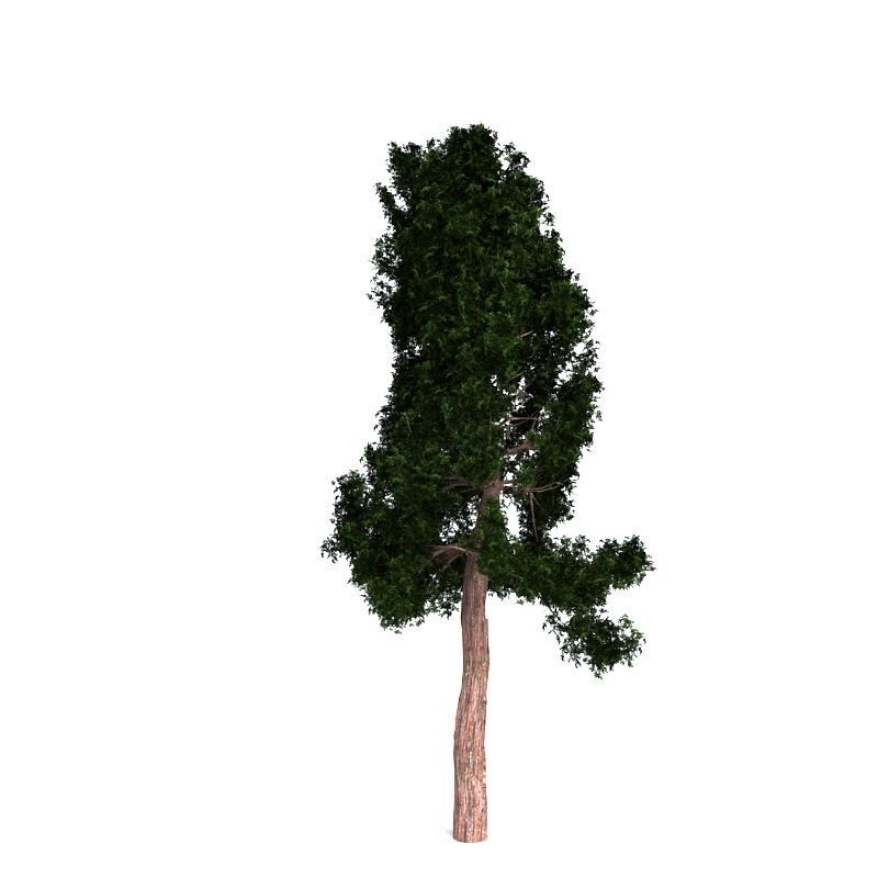 Giant Redwood 3D model_1
