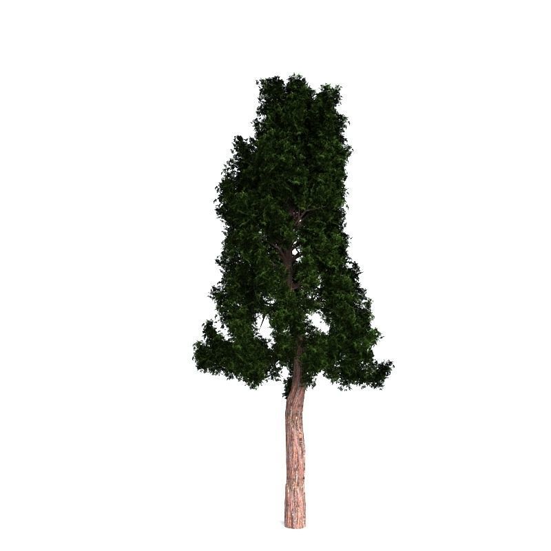 Giant Redwood 3D model_3