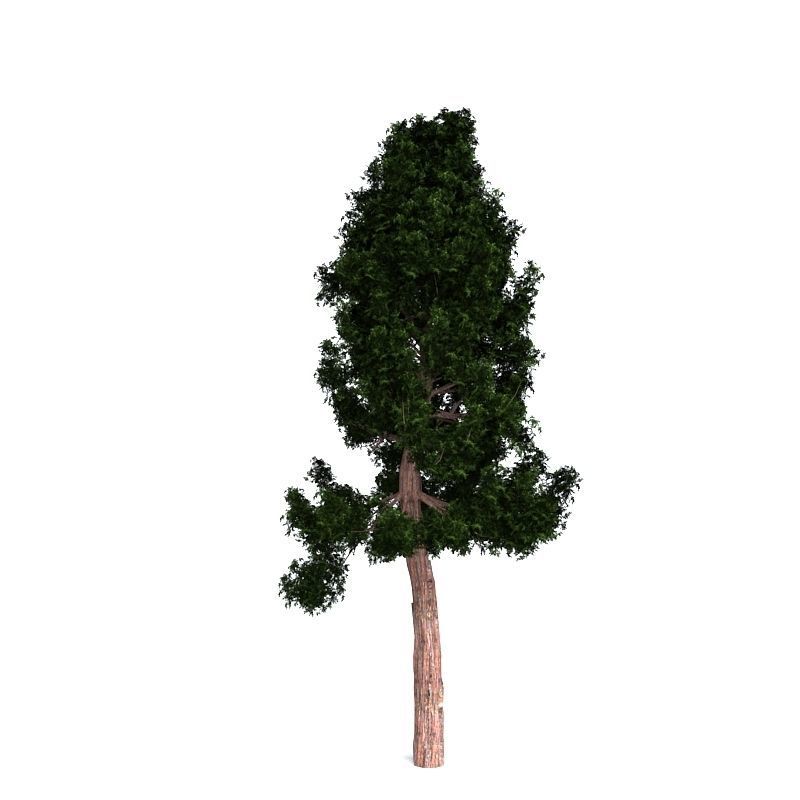 Giant Redwood 3D model_4