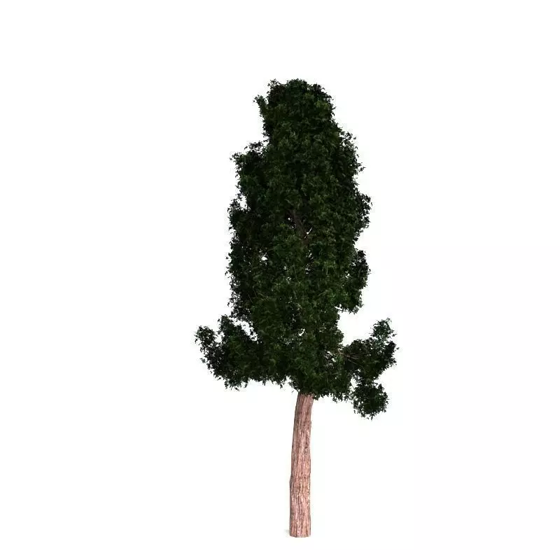 Giant Redwood 3D model_0