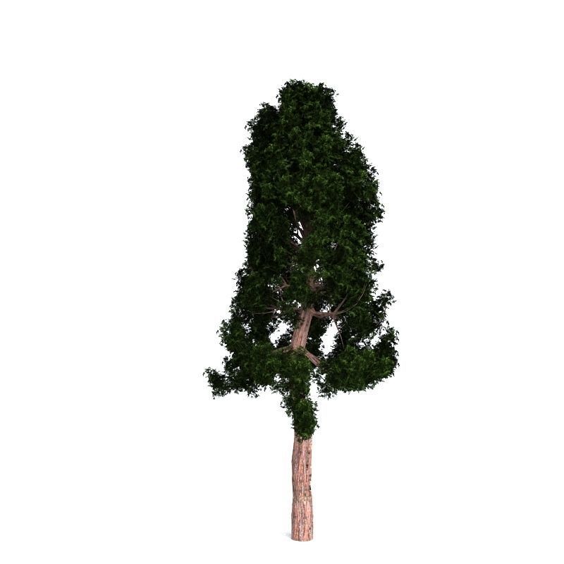 Giant Redwood 3D model_5