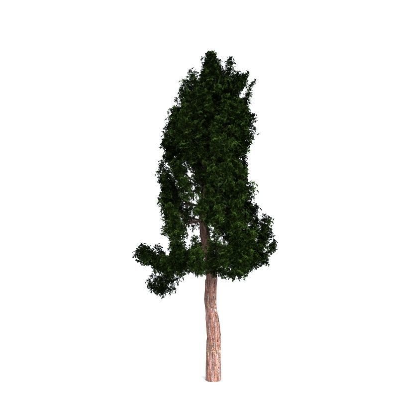 Giant Redwood 3D model_2