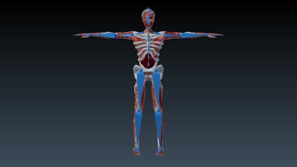 Undead human skeleton 3D model_4