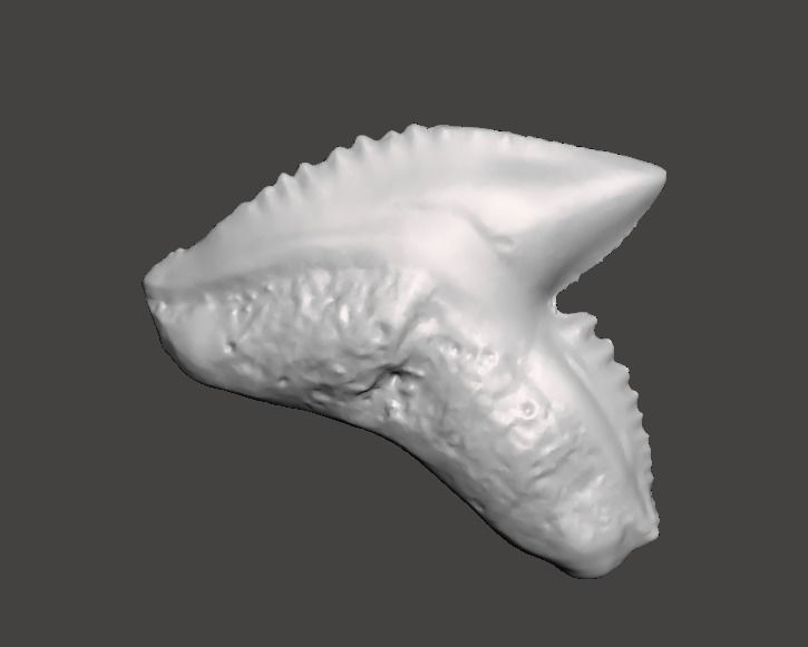 Natural shark tooth 3D print model_2