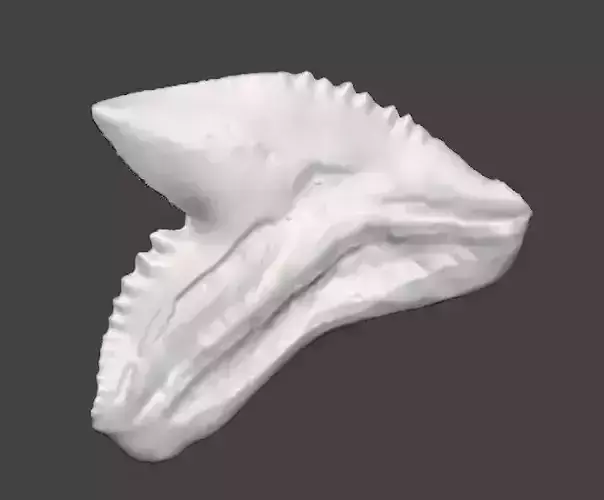 Natural shark tooth 3D print model