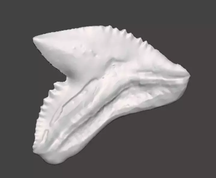 Natural shark tooth 3D print model_0
