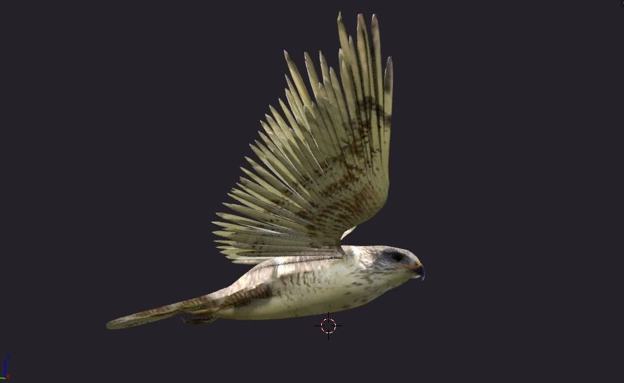 hawk animated Low-poly 3D model_2