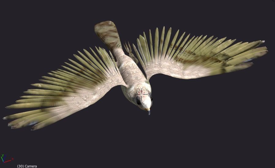 hawk animated Low-poly 3D model_5