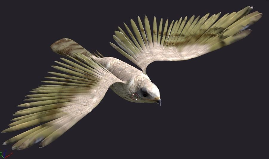 hawk animated Low-poly 3D model_4