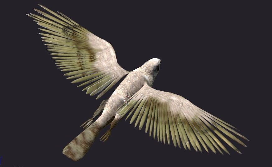 hawk animated Low-poly 3D model_3