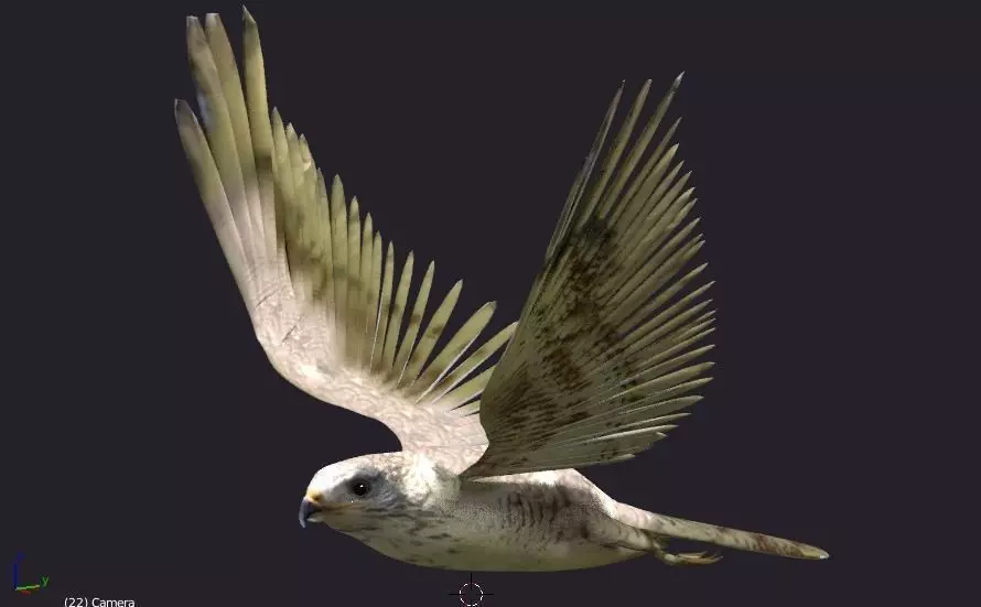 hawk animated Low-poly 3D model_0