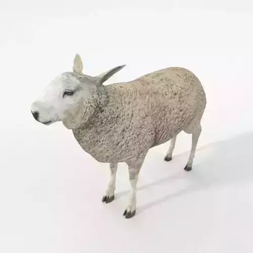 Sheep