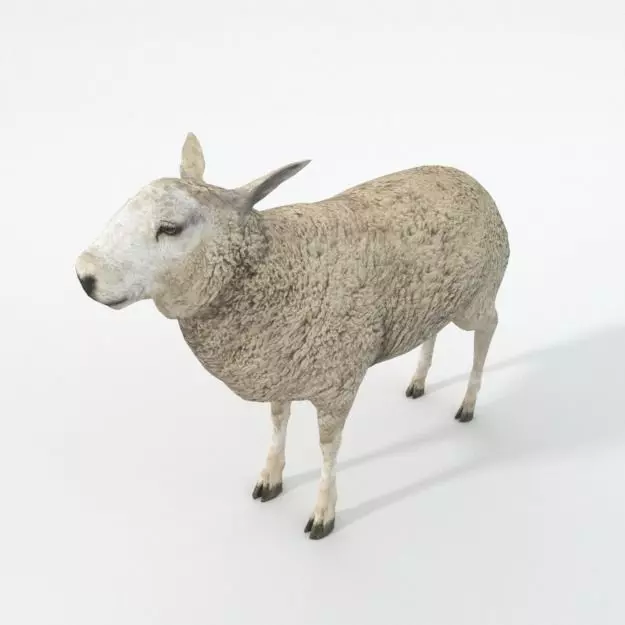 Sheep Low-poly 3D model_0