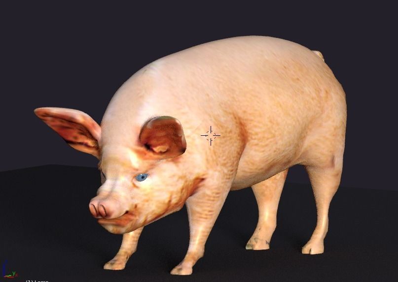 pig lowpoly Low-poly 3D model_3