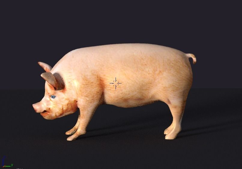 pig lowpoly Low-poly 3D model_1
