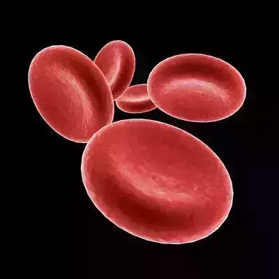 Red Blood Cells 2