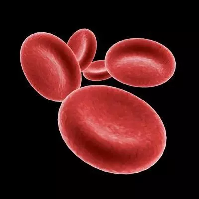 Red Blood Cells 2 3D model_0