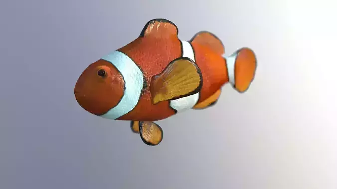 Clownfish High Detailed  3D model