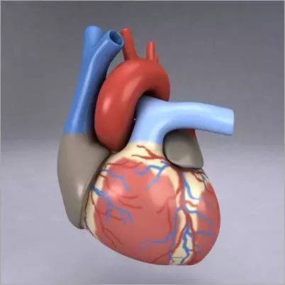 Human Heart 3D model